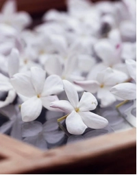 MARIEJEANNE | Jasmin Patchouli 100ml
