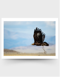 SOPHIE HOWARTH PHOTOGRAPHY | Greeting Card | Golden Eagle