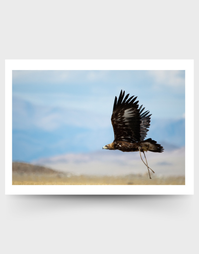 SOPHIE HOWARTH PHOTOGRAPHY | Greeting Card | Golden Eagle