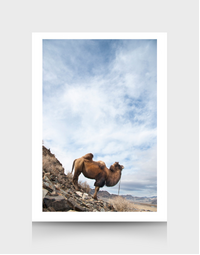SOPHIE HOWARTH PHOTOGRAPHY | Greeting Card | Mongolia Camel