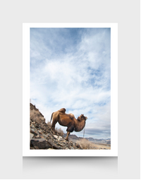 Greeting Card Mongolia Camel