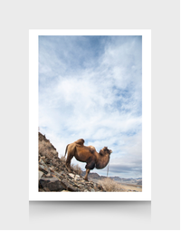 SOPHIE HOWARTH PHOTOGRAPHY | Greeting Card | Mongolia Camel