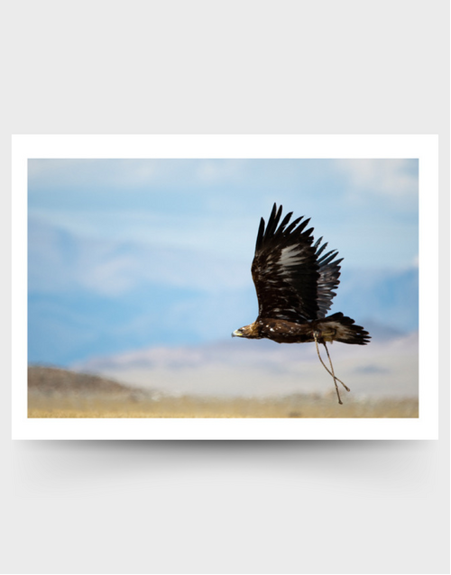 SOPHIE HOWARTH PHOTOGRAPHY | Greeting Card | Golden Eagle