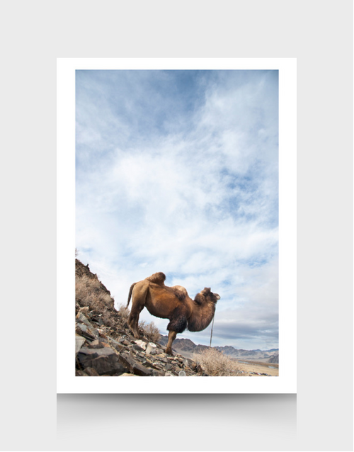 SOPHIE HOWARTH PHOTOGRAPHY | Greeting Card | Mongolia Camel